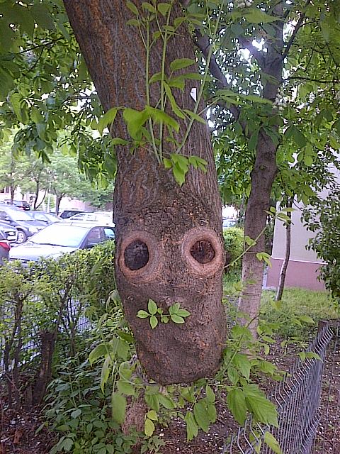 Vedere din Bucureşti. Cei doi ochi ai copacului. Foto cu telefonul: Călin Hera (mfc)
